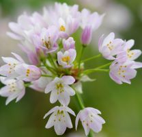 Allium Roseum